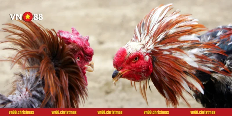 Gà chọi C3 quý hiếm trong một trận đấu đỉnh cao tại VN88